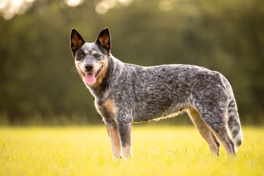 Cão Boiadeiro Australiano