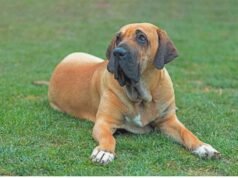 Fila Brasileiro Fila Brasileiro