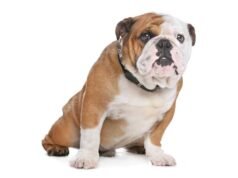 Bulldog Inglês Bulldog-ingles