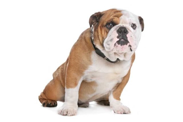 Bulldog-ingles