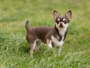 Chihuahua Chihuahua