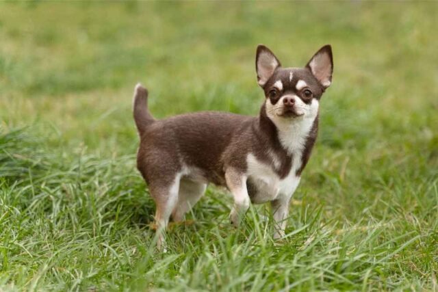 Chihuahua Chihuahua