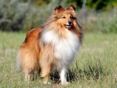 Pastor de Shetland Pastor de Shetland