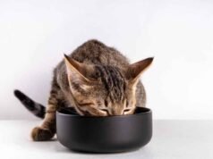 Alimentação dos Filhotes de Gato Alimentação Gatos Filhotes