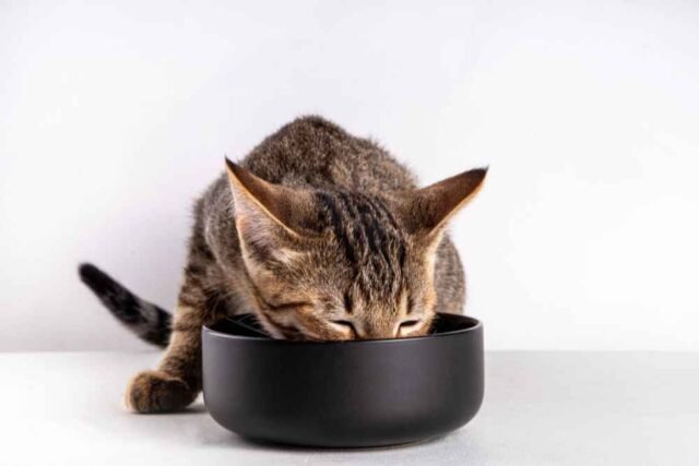 Alimentação Gatos Filhotes
