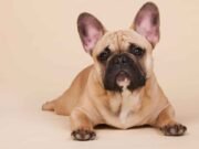 Bulldog Francês Bulldog Francês