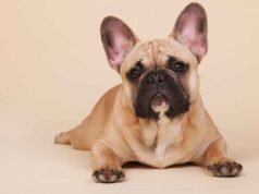 Bulldog Francês Bulldog Francês