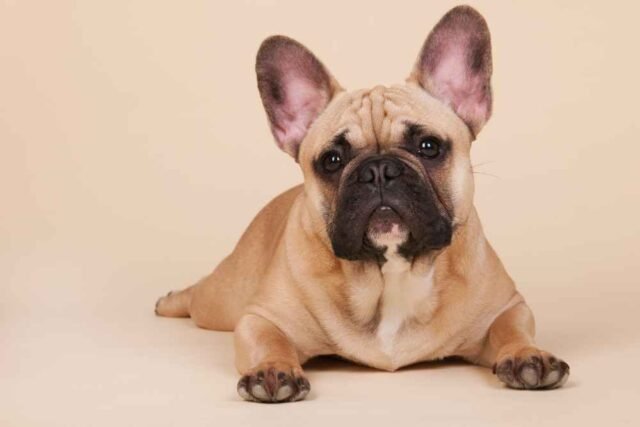 Bulldog Francês
