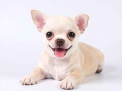 Raças de Cães para Apartamento – 10 Opções Cachorro de Apartamento