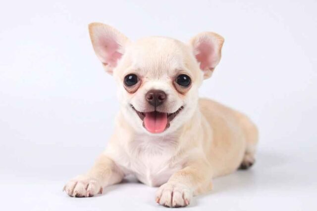 Cachorro de Apartamento