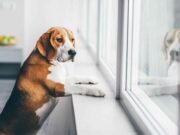 Ansiedade pela Separação dos Cães e Seus Donos Cão Ansioso