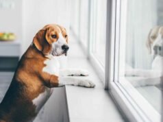 Ansiedade pela Separação dos Cães e Seus Donos Cão Ansioso