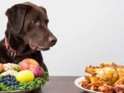 Cachorro Pode Comer Fruta ? Cachorro_fruta