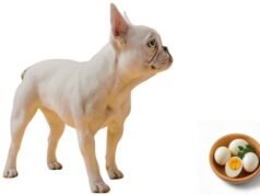 Cachorro pode comer ovo? Cachorro Pode comer ovo?
