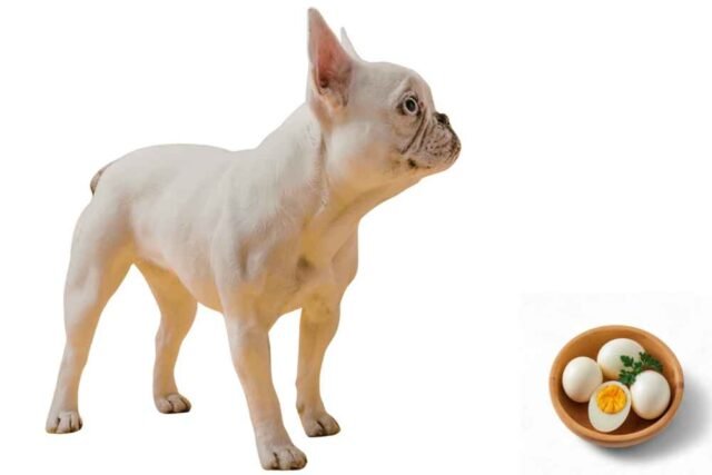 Cachorro Pode comer ovo?