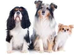 15 Fatos Incríveis Sobre os Cachorros 15 Fatos Incríveis Sobre Cachorros