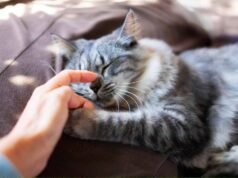 Por que os gatos ronronam?