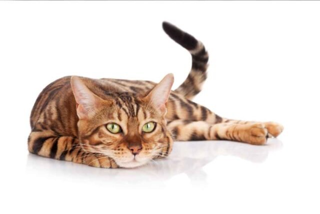 Gatos_Descubra Gatos_comportamento