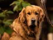 Golden Retriever Golden Retiever