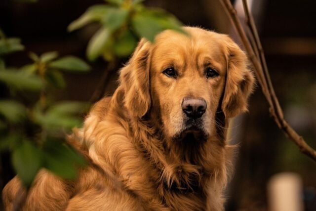 Golden Retriever Golden Retiever