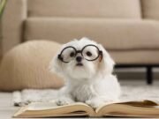 As 10 Raças de Cachorro Mais Inteligentes do Mundo