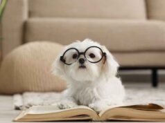 As 10 Raças de Cachorro Mais Inteligentes do Mundo