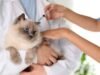 Vacinação e Vermifugação de Cães e Gatos Vacinação E Vermifugação Pets