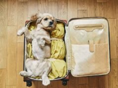 Lugares Pet Friendly no Brasil: Viaje com Seu Amigo Pet Viajando